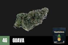 4g Guava (Indoor) - Humble Root