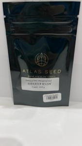 Atlas Seeds - Banana Kush 5pk Seeds - Atlas Seeds
