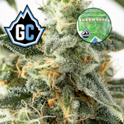 Green Crack (PRE-PACKED 1/8th) ADULT-USE