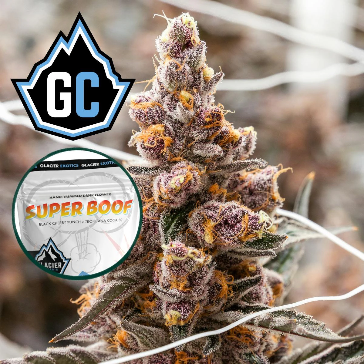 Glacier Cannabis - Super Boof (PRE-PACKED HALF OUNCE) ADULT-USE Main Image