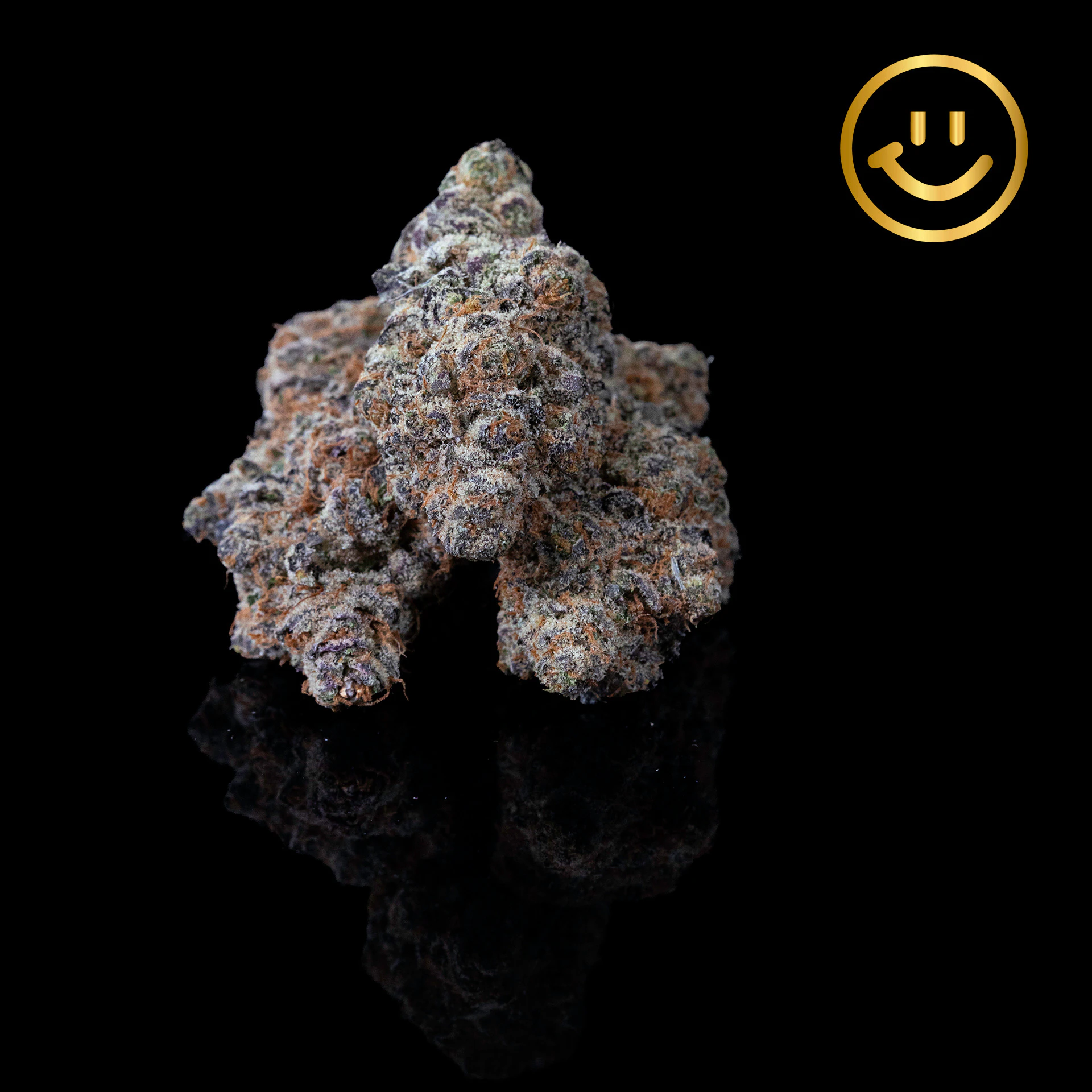 Excolo - Excolo | Wonder Cookie | indoor flower Main Image