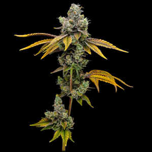 FIG FARMS - Flower - Chemistry #64 - 3.5g (H) - Fig Farms