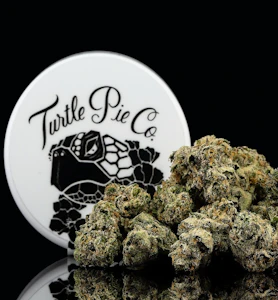 Turtle Pie - Turtle Pie 3.5G Sunday Paper Artisan Indoor Flower