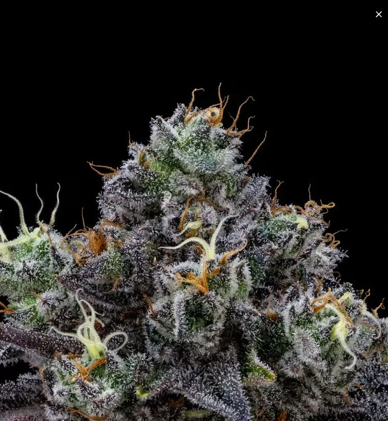 FloraCal - Floracal - Indica - SlurriCrasher Indoor - (3.5g) Main Image
