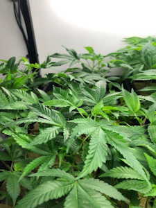 GREEN DRAGON (CA) - King Kush - Clones 