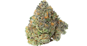 Maven - Umami Butter - 3.5g
