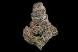 Marijuana Maven - [Maven] Flower - 3.5g - Ube Creme (I) Main Image