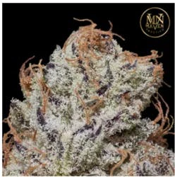 Marijuana Maven - [Maven] Flower - 1g - Medusa Main Image