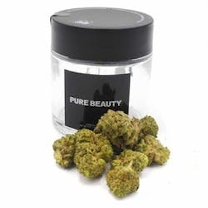 PURE BEAUTY - [Pure Beauty] Flower - 3.5g - Rainbow Volunteer (I)