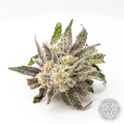 MAC 31 - 3.5g - The Fresh Connection