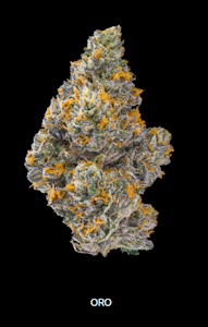 MAVEN GENETICS - ORANGE BELLINI 14G - MAVEN GENETICS