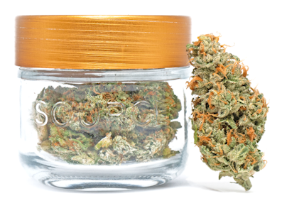 SOURCE CANNABIS - BABY CAKES #2 3.5G - SOURCE CANNABIS