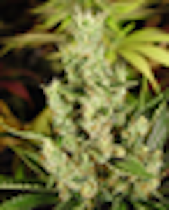 Urban Green SOW - UGS - Amnesia Haze (3 Pack) Soma's Sacred Seeds. - Sativa Cannabis Seeds