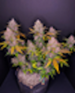 Urban Green SOW - UGS - LSD-25 (3 Pack) 420 FastBuds - INDICA Hybrid Auto-Flower Cannabis Seeds