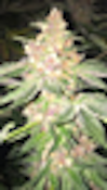 UGS-5g (3pack) Soma's Sacred Seeds. - 4G (Gelato #45 x Gorilla Glue #4 x Girl Scout Cookies) x Lavender OG