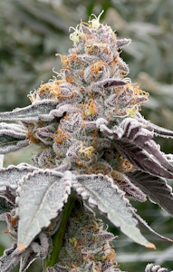 Parks Grove - [REC] Parks Grove | The Keeper | 1g/2pk Preroll