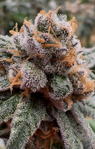 Parks Grove - [REC] Parks Grove | Blue Zushi | 7g Flower