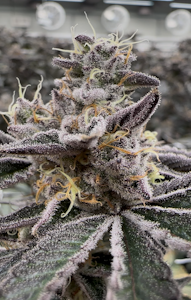 Parks Grove - [REC] Parks Grove | Carbon Fiber | 7g Flower