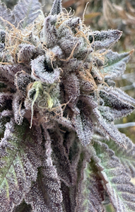 Parks Grove - [REC] Parks Grove | Medellin | 1g/2pk Preroll