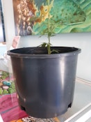 3 gallon Pot - Vital Garden Supply