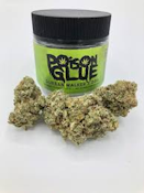 Poison Glue Premium Indoor Flower - Craft Canna