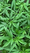 Pipe Dream Teen Starter Clone - Pacific Reserve 