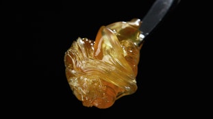 Bonsai farms Dosi live rosin