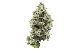 710 Labs | The Sweeties #7 | 3.5g