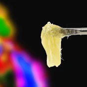 710 Labs | Donny Burger  X  Grease Bucket #9 | Persy Rosin | 1g