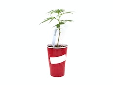 Trop Cherry Teen Starter Clone - Pacific Reserve