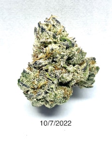 PROHIBITION 37 - P37 - Bluntz