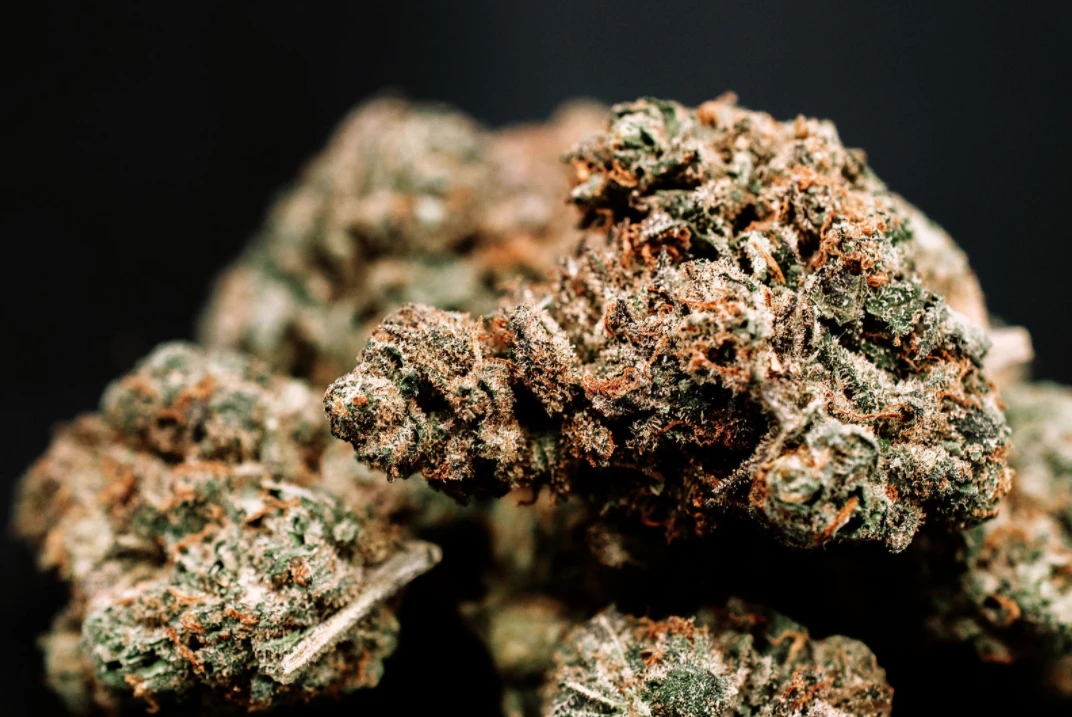 420kingdom - Sour Gelato - 1/8th Main Image