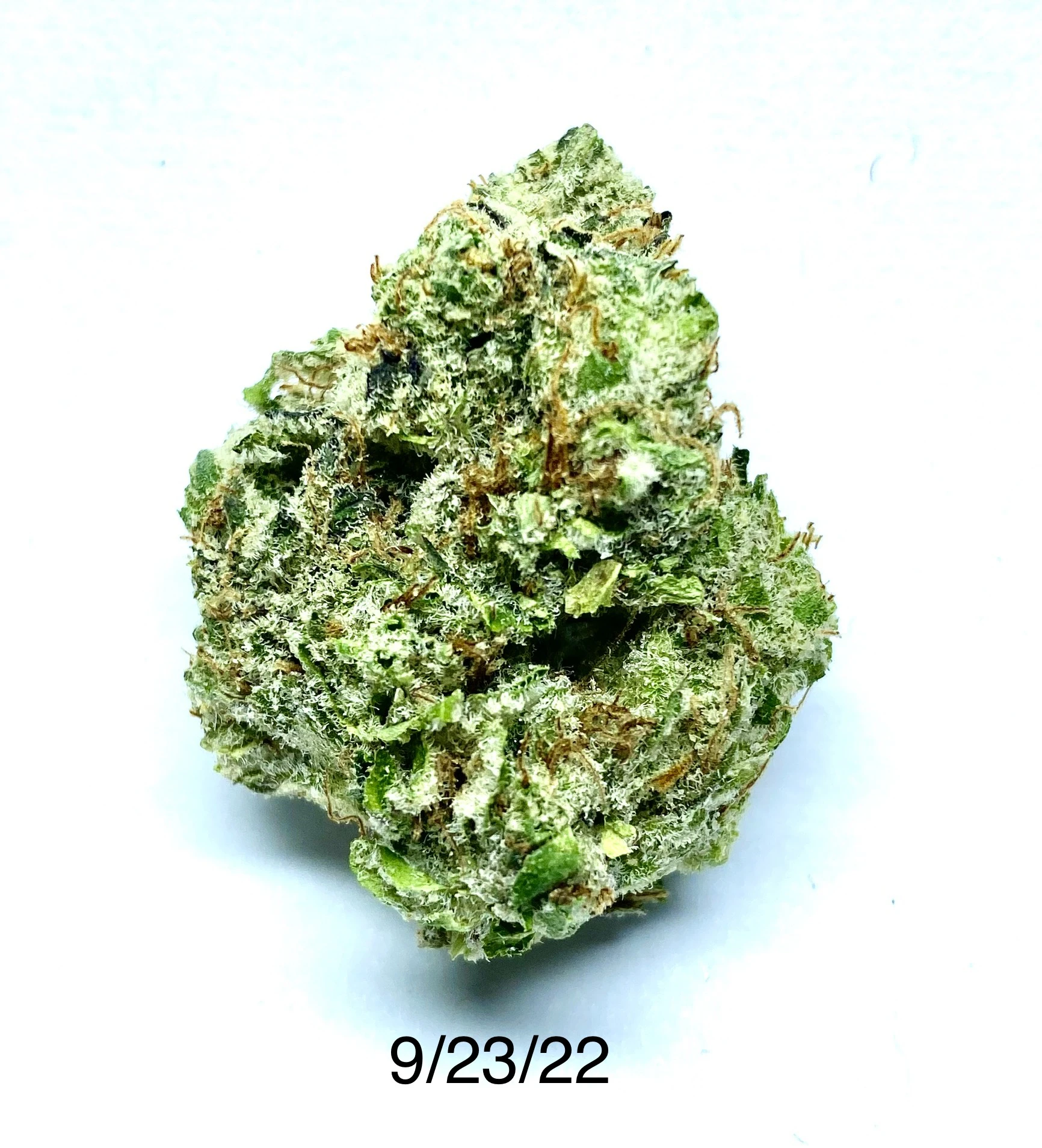 PROHIBITION 37 - P37 - Tony Clifton Main Image