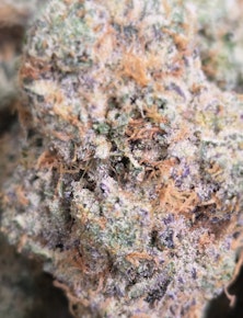 AMSTERDAM | ANIMAL TREE | 3.5g Prepack