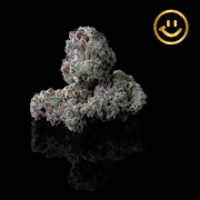 Prūf Cultivar | Dark Rainbow 2.0 | indoor flower