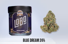 Lobo - Blue Dream - 3.5g