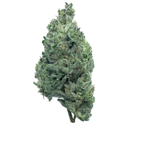 Avitas - Banana Cakes, Indoor