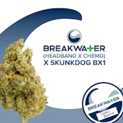 [REC] Breakwater | (Headband x ChemD) x Skunkdog Bx1 | 7g Flower