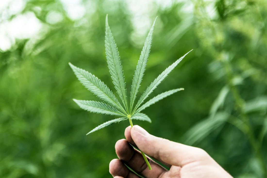 House Weed - Test Product on Blaze Main Image