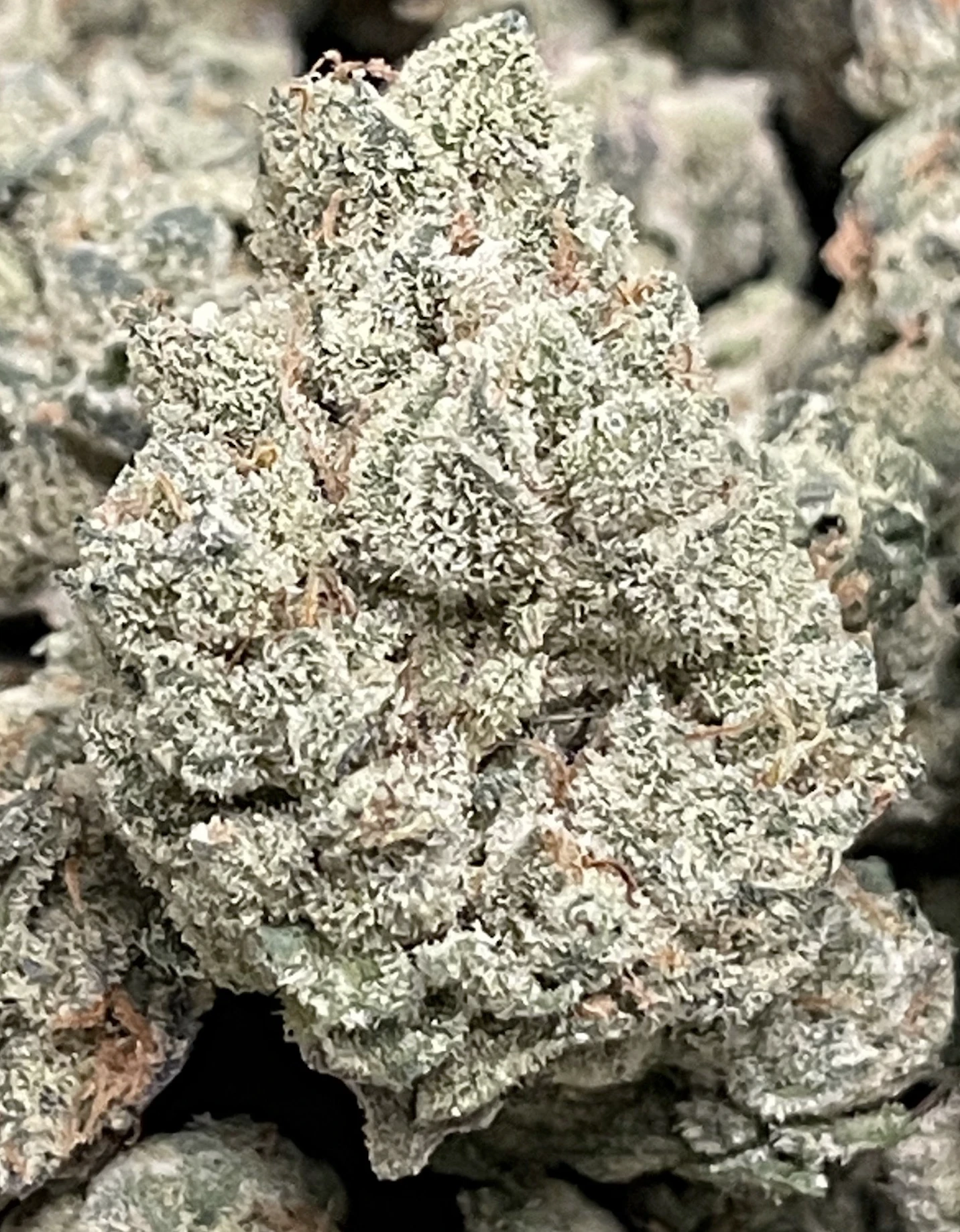 420 Kingdom - Motorhead - 3.5g (1/8oz) - 420K Main Image
