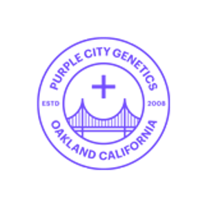 PURPLE CITY GENETICS - Seedling - After Dark - (IH) Purple City Genetics