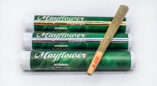 Mayflower Medicinals - Orange Gorilla Princess PreRoll - 1g - MMI