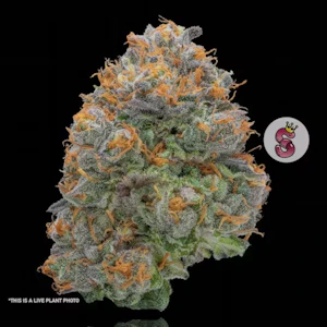 No Til Kings - Gelato 41 - 3.5g (IH) - No Til Kings