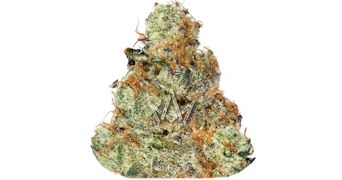 Traditional - Caicos - 3.5g