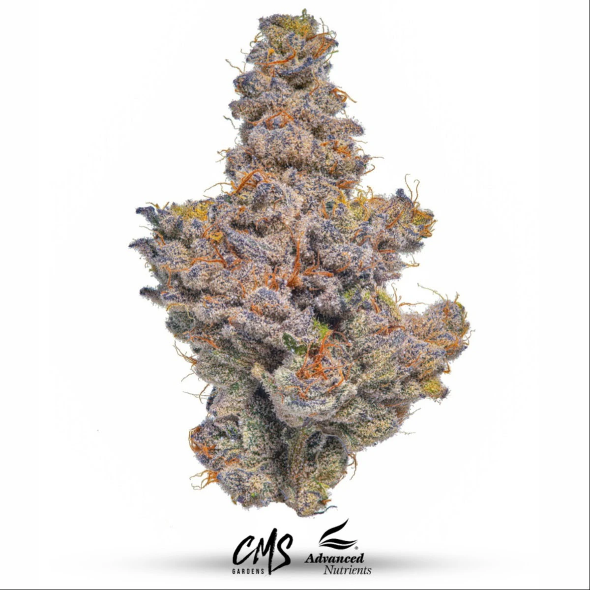 APPLE GUY FLOWERS - Bananaconda *34% TAC* | 3.5g Premium Flower | TAX INCLD Main Image