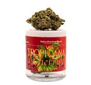 Mota Flwr 8th Tropicana Cherry