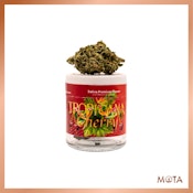 Mota Flwr 8th Tropicana Cherry