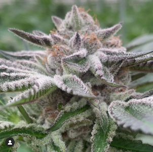 PURPLE CITY GENETICS - Wedding Cake - (IH) - Purple City Genetics
