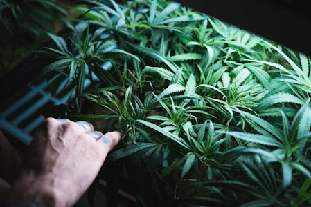 PURPLE CITY GENETICS - GovernMint Oasis - (H) - Purple City Genetics