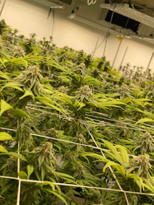 HeadyCo - UDM - 1g - HeadyCo